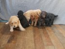 Group puppies.JPG