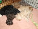 Group sleeping.jpg