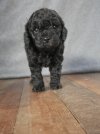 Black puppy 2 (small?).JPG
